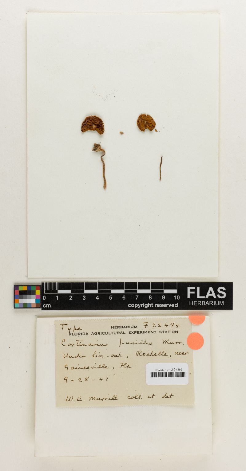 Cortinarius pusillus image