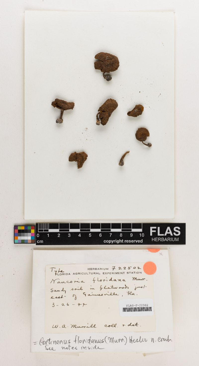 Naucoria floridana image