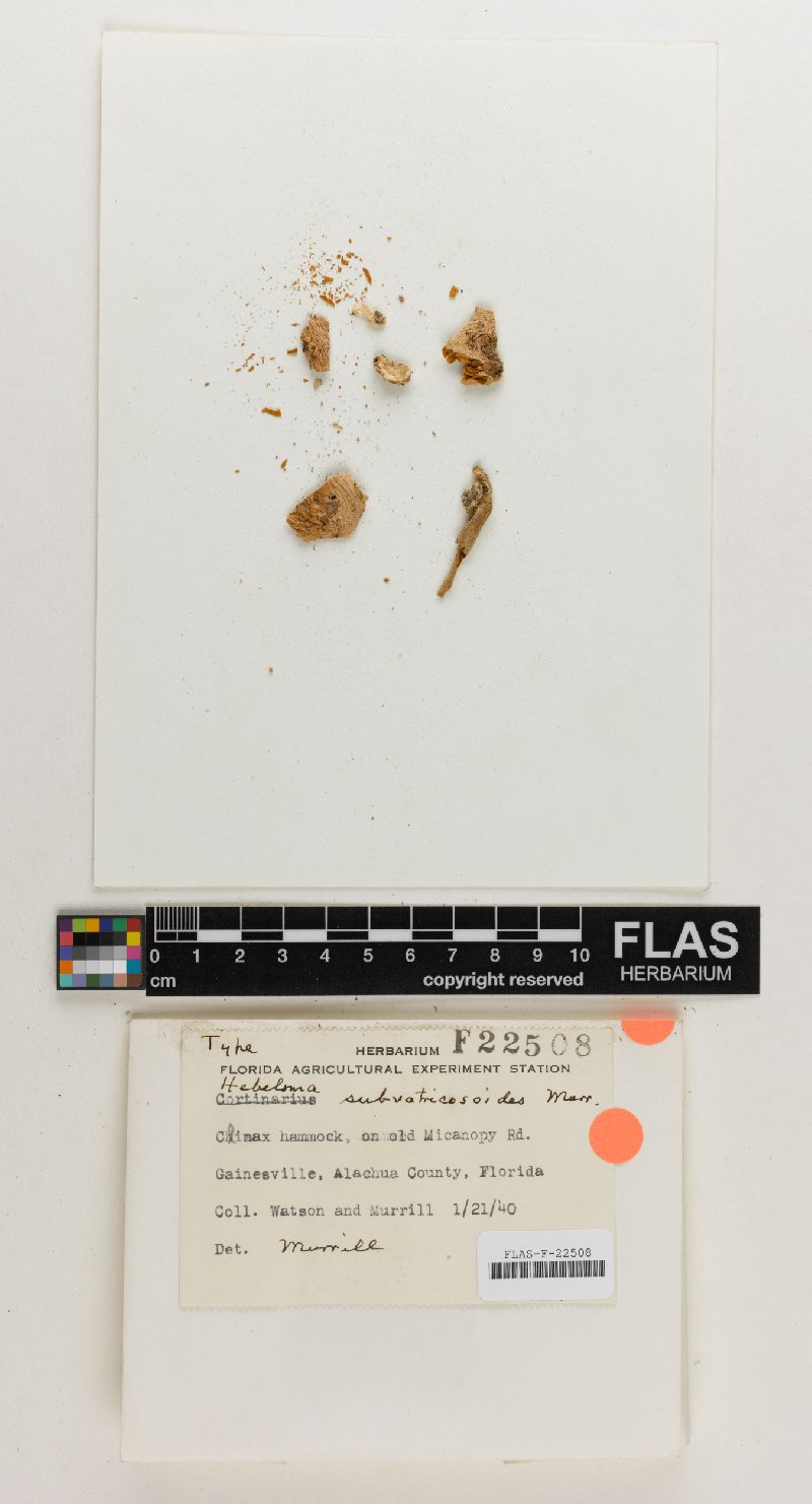 Hebeloma subvatricosoides image