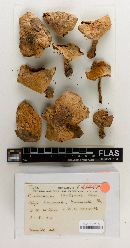 Cortinarius watsonii image