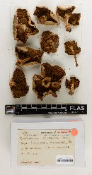 Cortinarius watsonii image