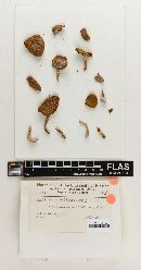 Cortinarius cylindrisporus image