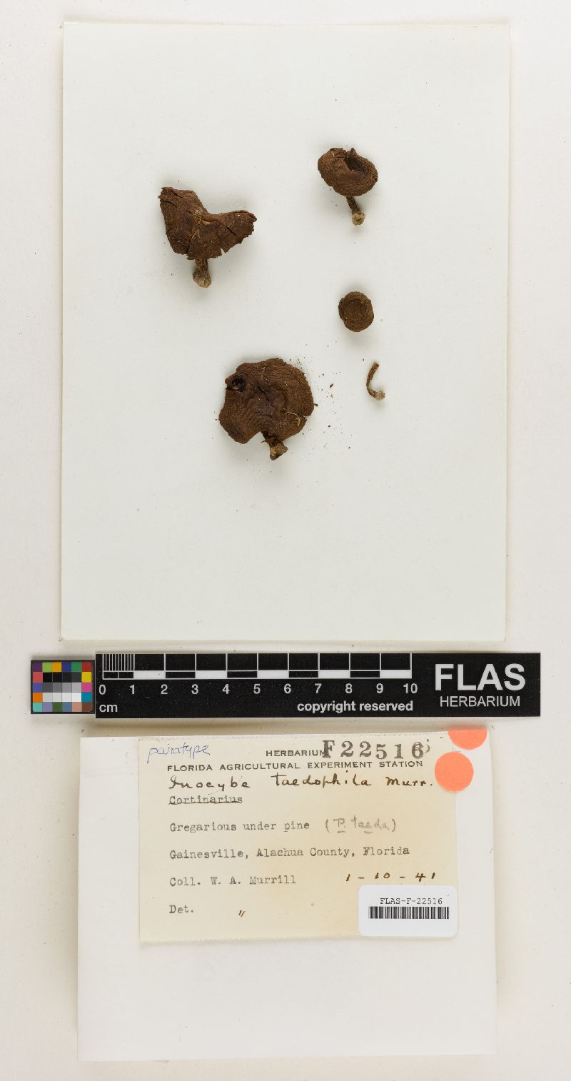 Inocybe taedophila image