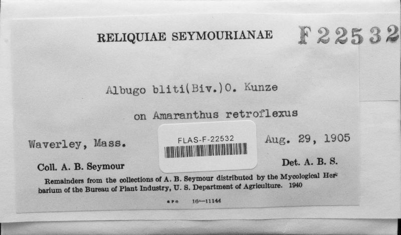 Albugo bliti image