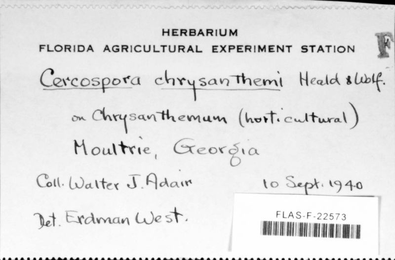 Cercospora chrysanthemi image