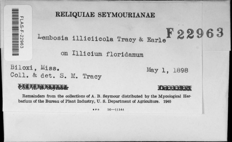 Lembosia illicicola image
