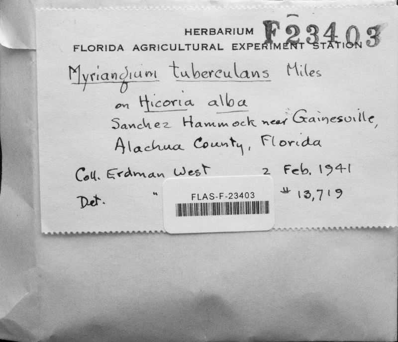 Myriangium tuberculans image