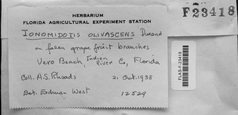 Ionomidotis olivascens image