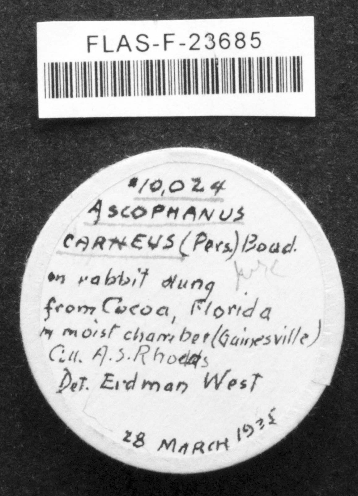 Iodophanus carneus image
