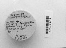 Craterium leucocephalum var. leucocephalum image
