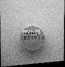 Physarum viride var. viride image