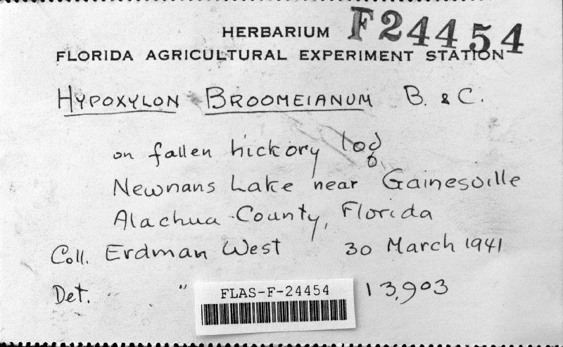 Hypoxylon broomeanum image