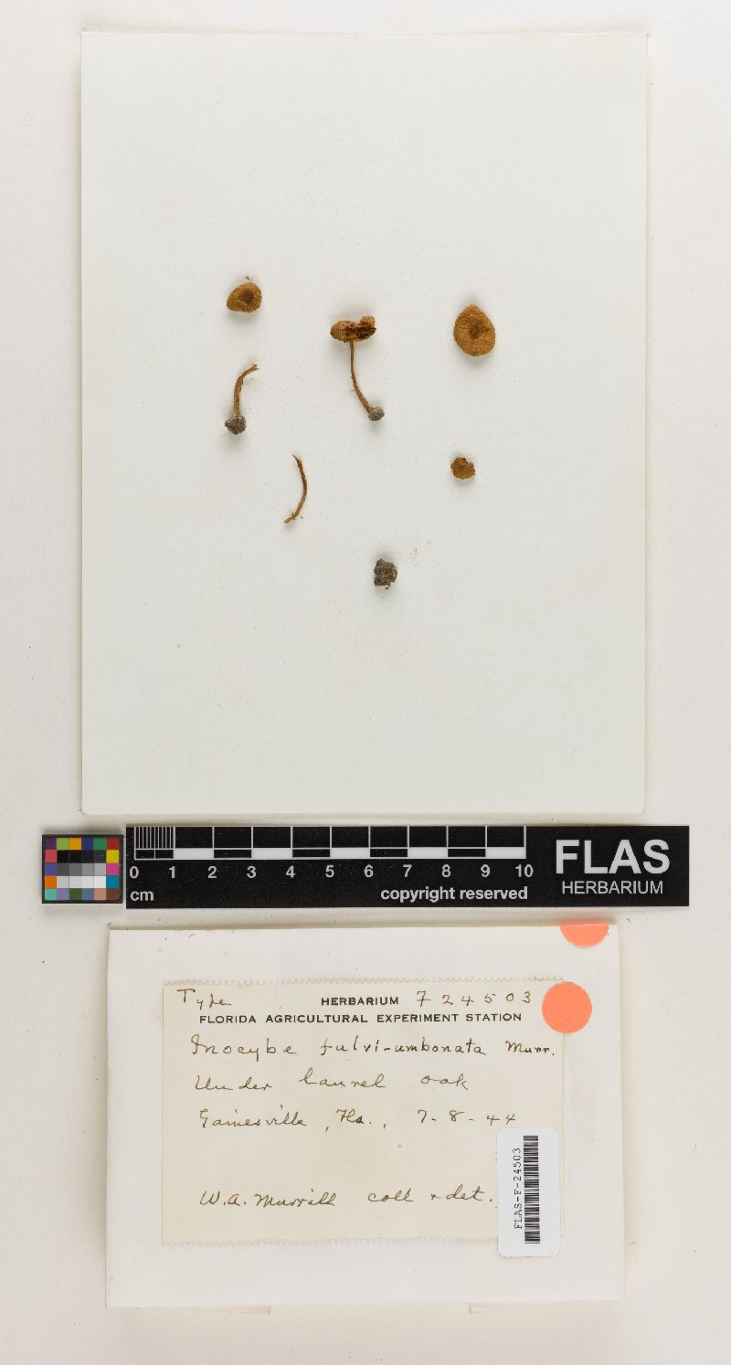 Inocybe fulvi-umbonata image