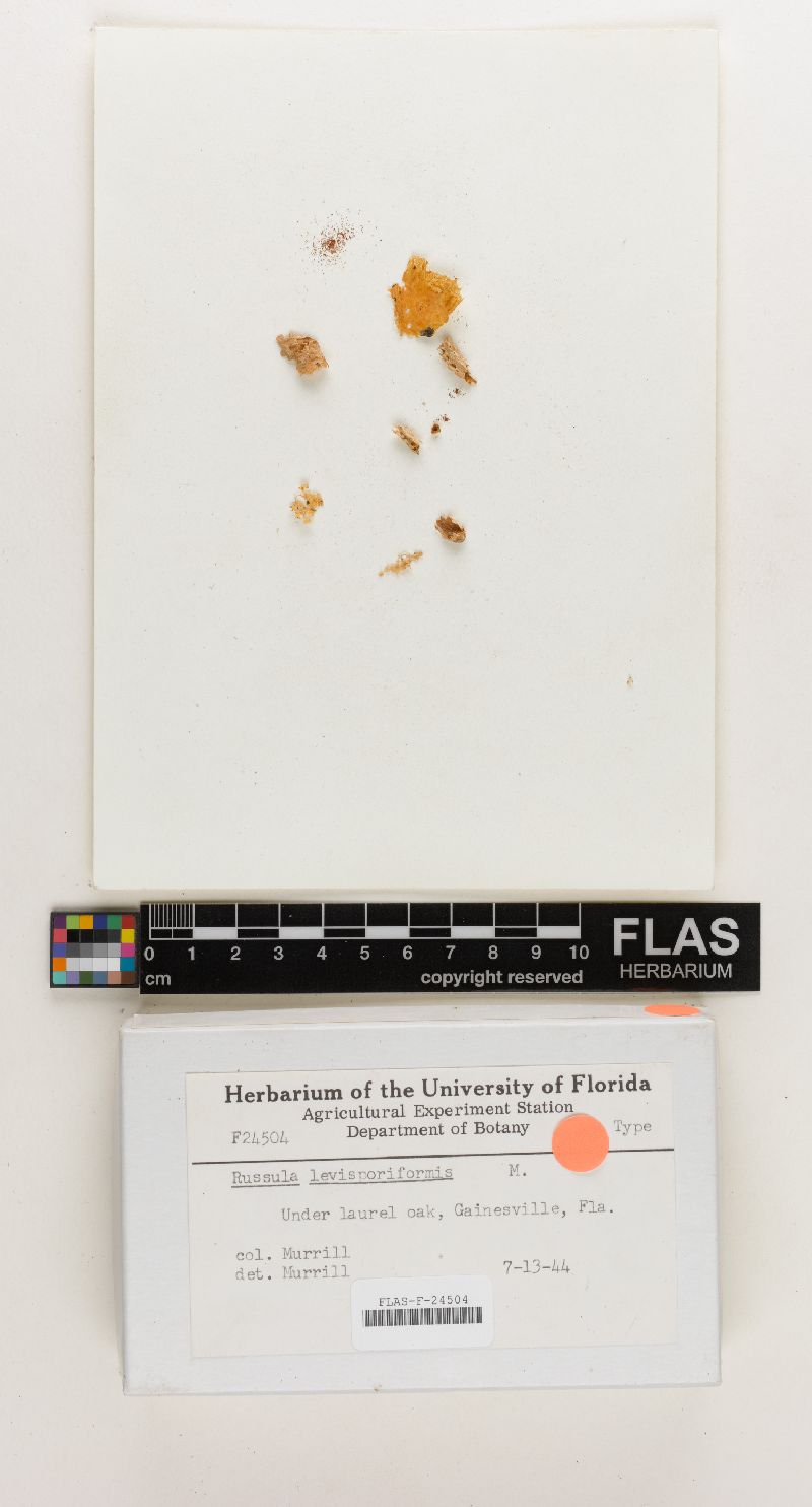 Russula levisporiformis image
