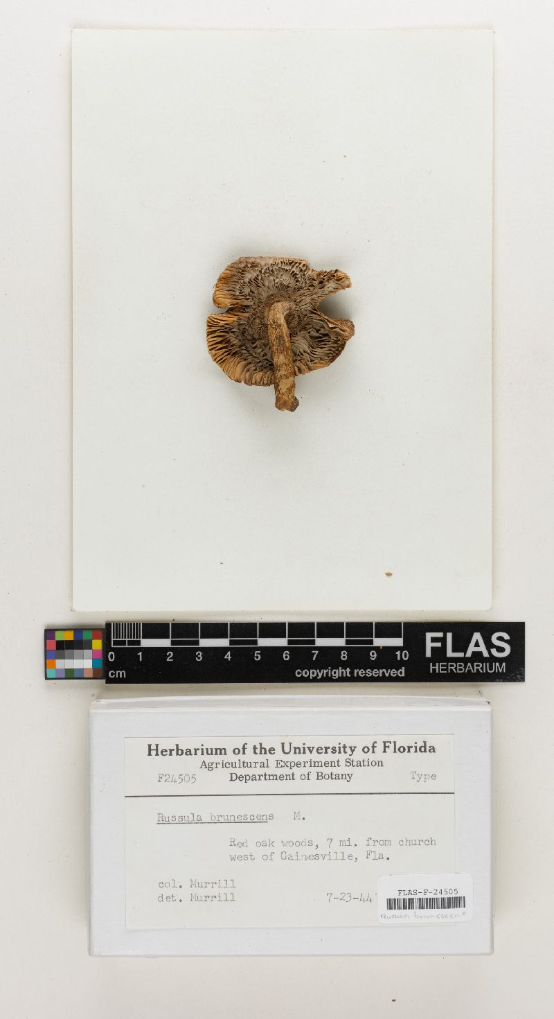 Russula brunnescens image