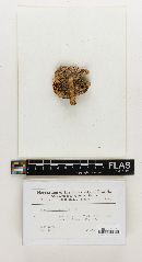 Russula brunnescens image