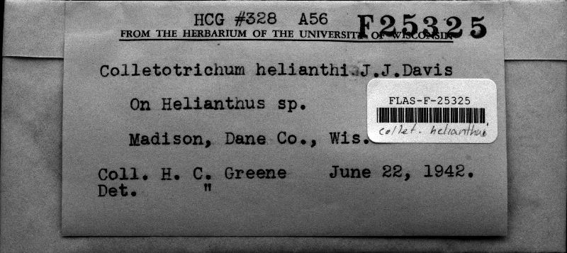 Colletotrichum helianthi image