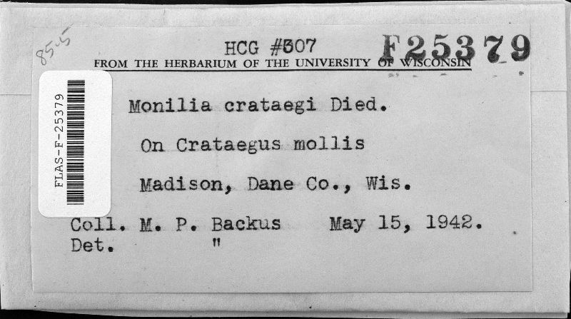 Monilinia johnsonii image