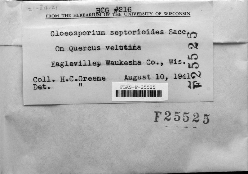 Gloeosporium septorioides image
