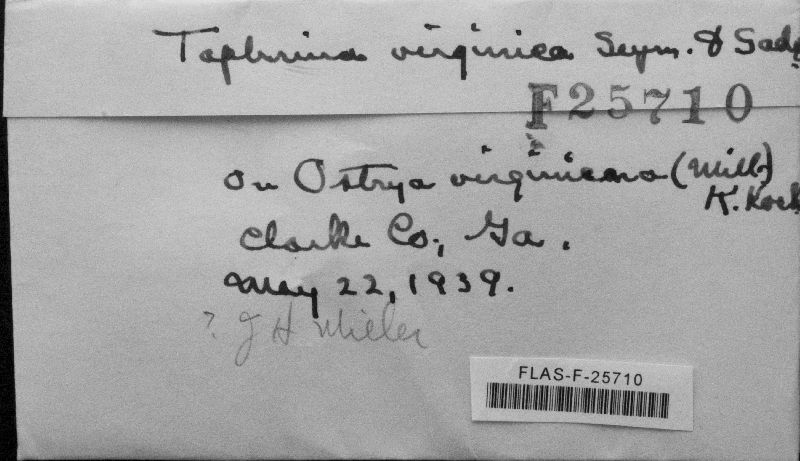 Taphrina virginica image