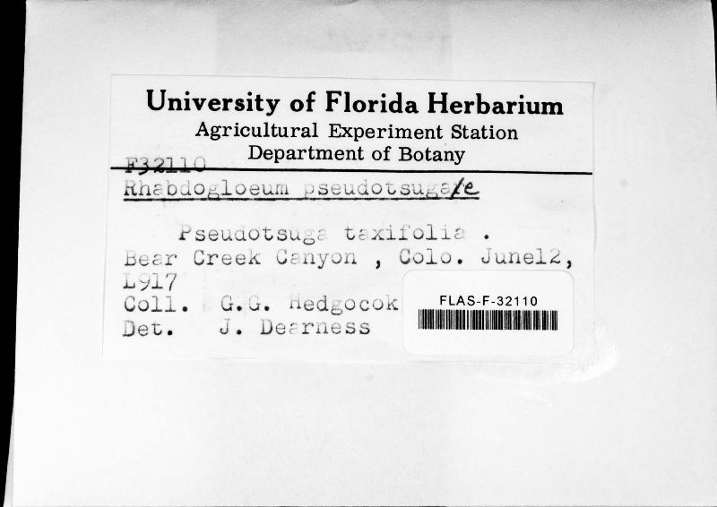Rhabdogloeum pseudotsugae image