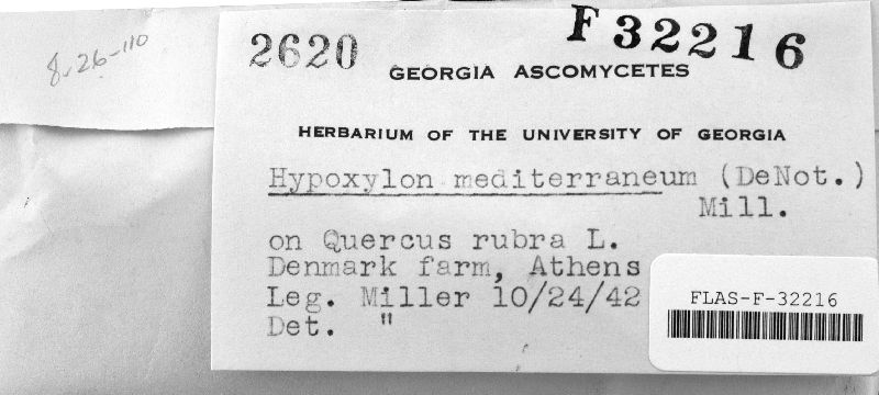 Biscogniauxia mediterranea var. mediterranea image