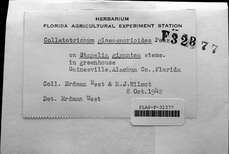 Glomerella cingulata image