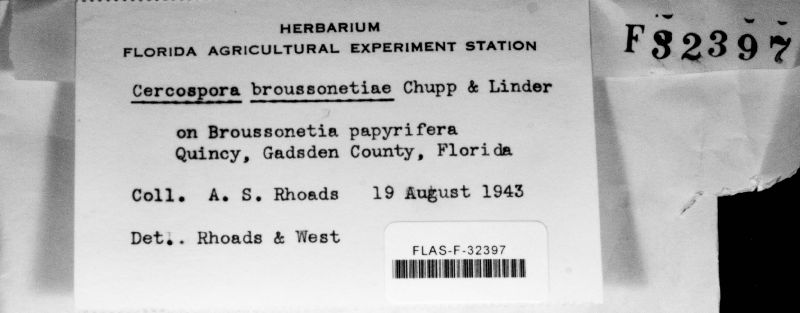 Pseudocercospora broussonetiae image