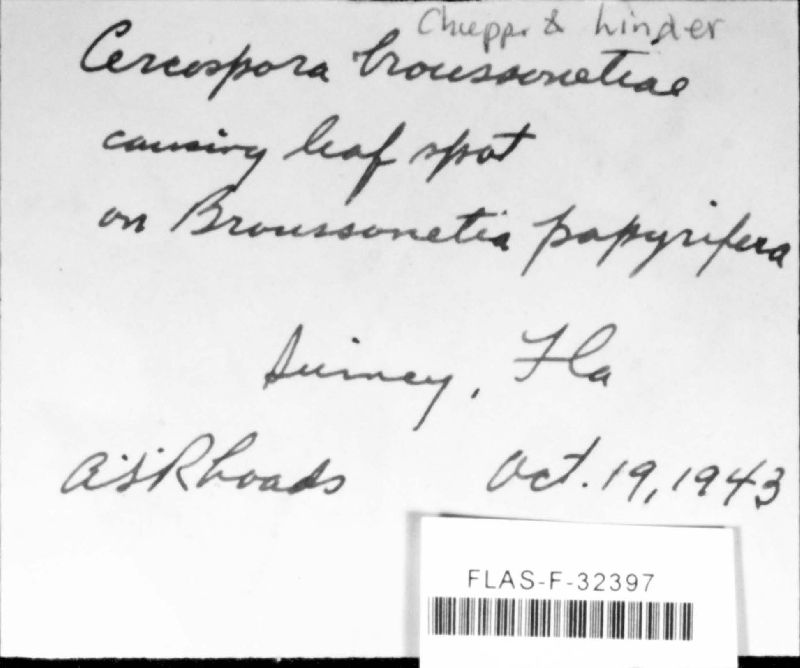 Pseudocercospora broussonetiae image