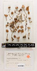 Marasmius superabundans image