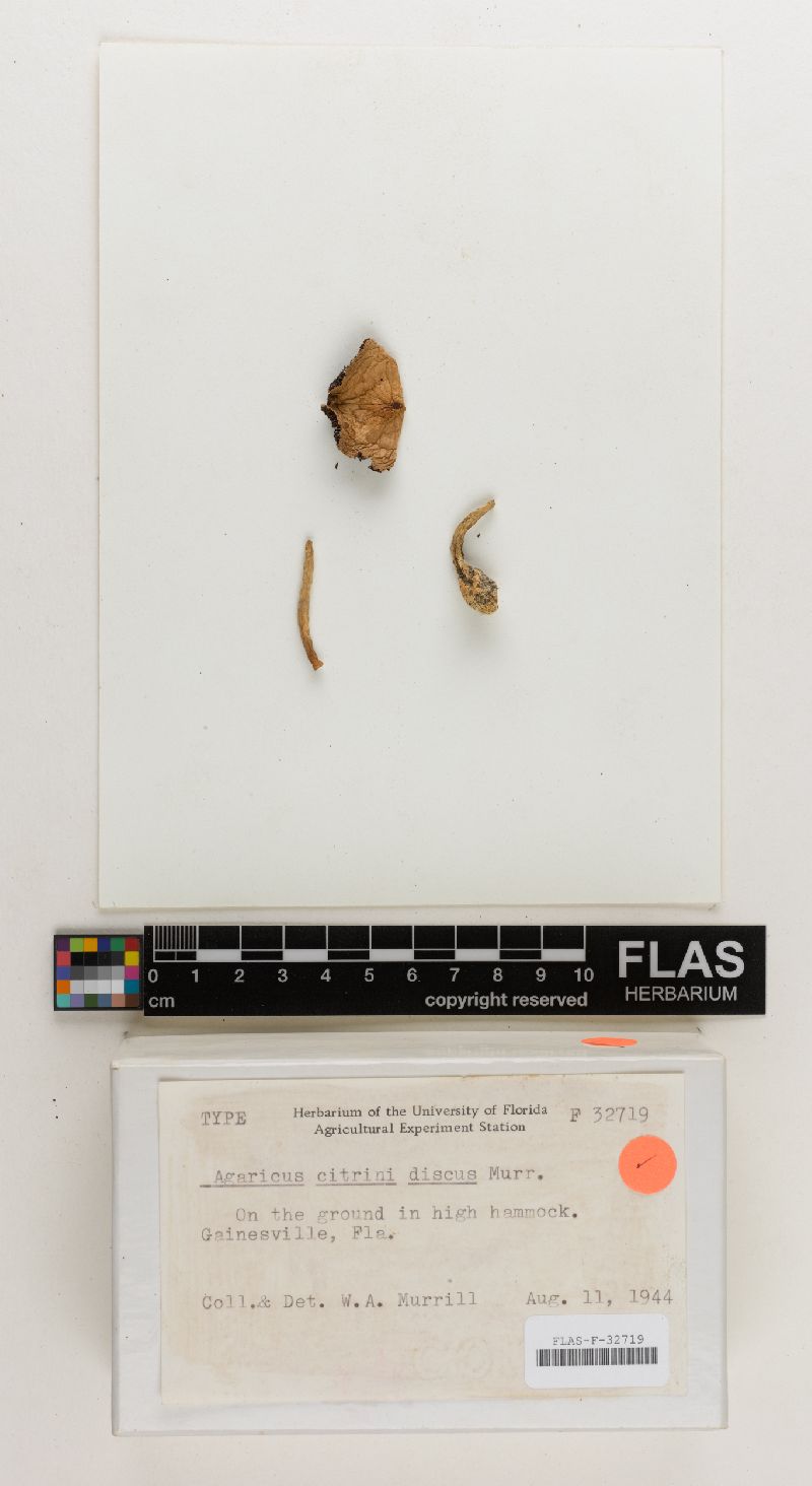 Agaricus citrinidiscus image