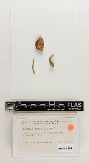 Agaricus citrinidiscus image