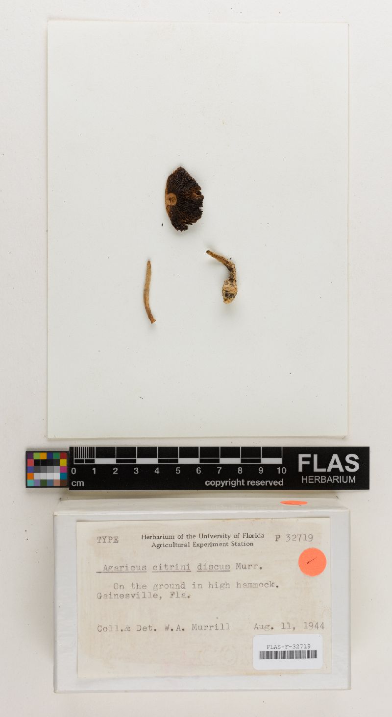 Agaricus citrinidiscus image