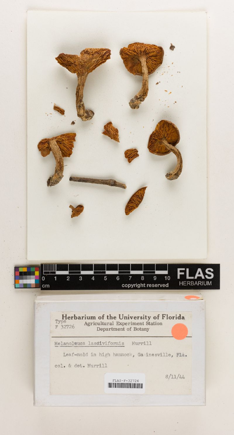 Melanoleuca lasciviformis image