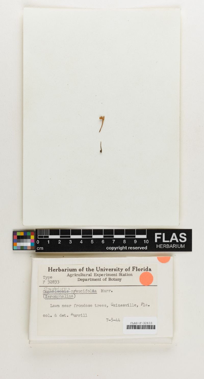 Omphalopsis paucifolia image
