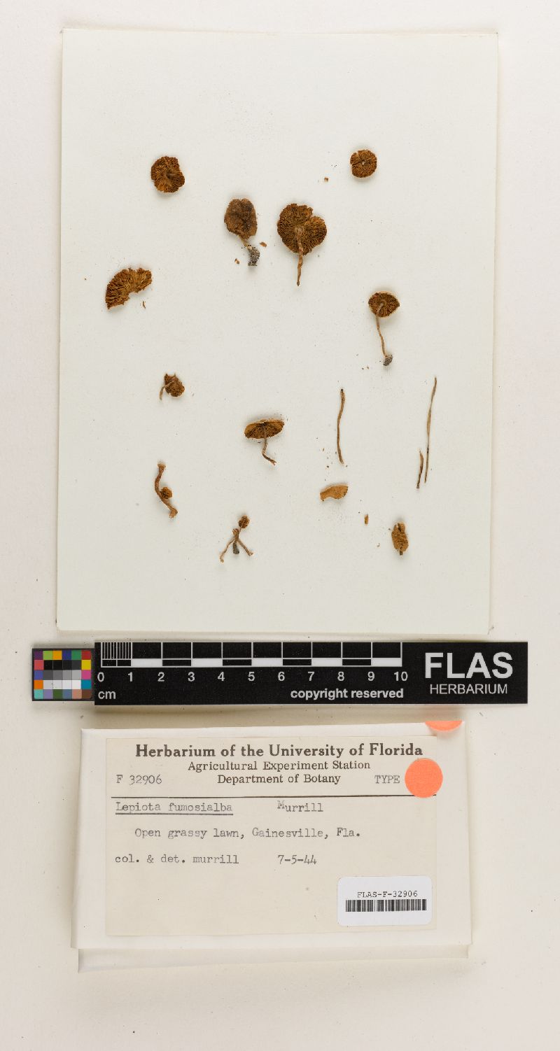 Lepiota fumosialba image