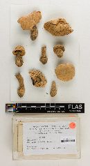 Agaricus blazei image