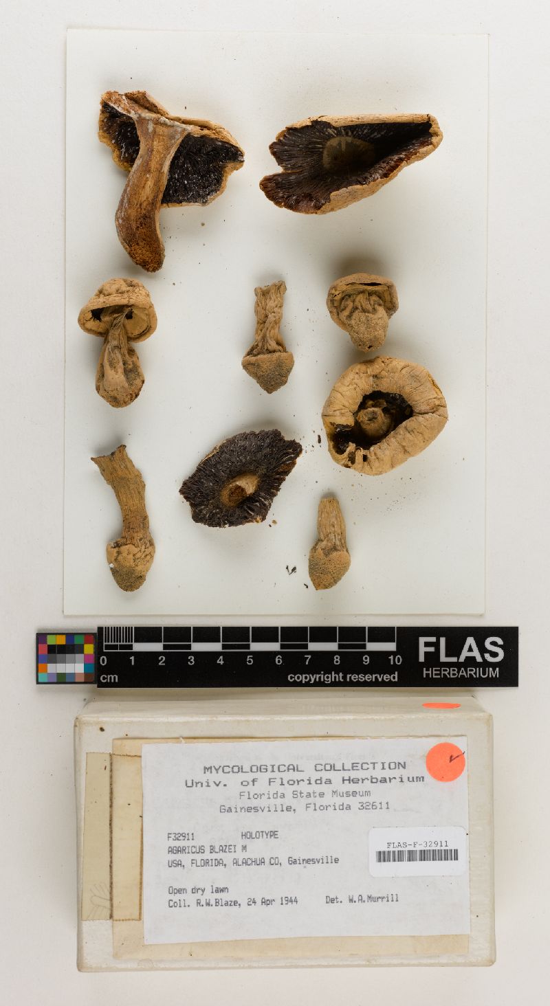 Agaricus blazei image