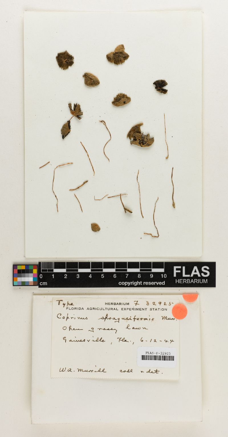 Coprinus spragueiformis image