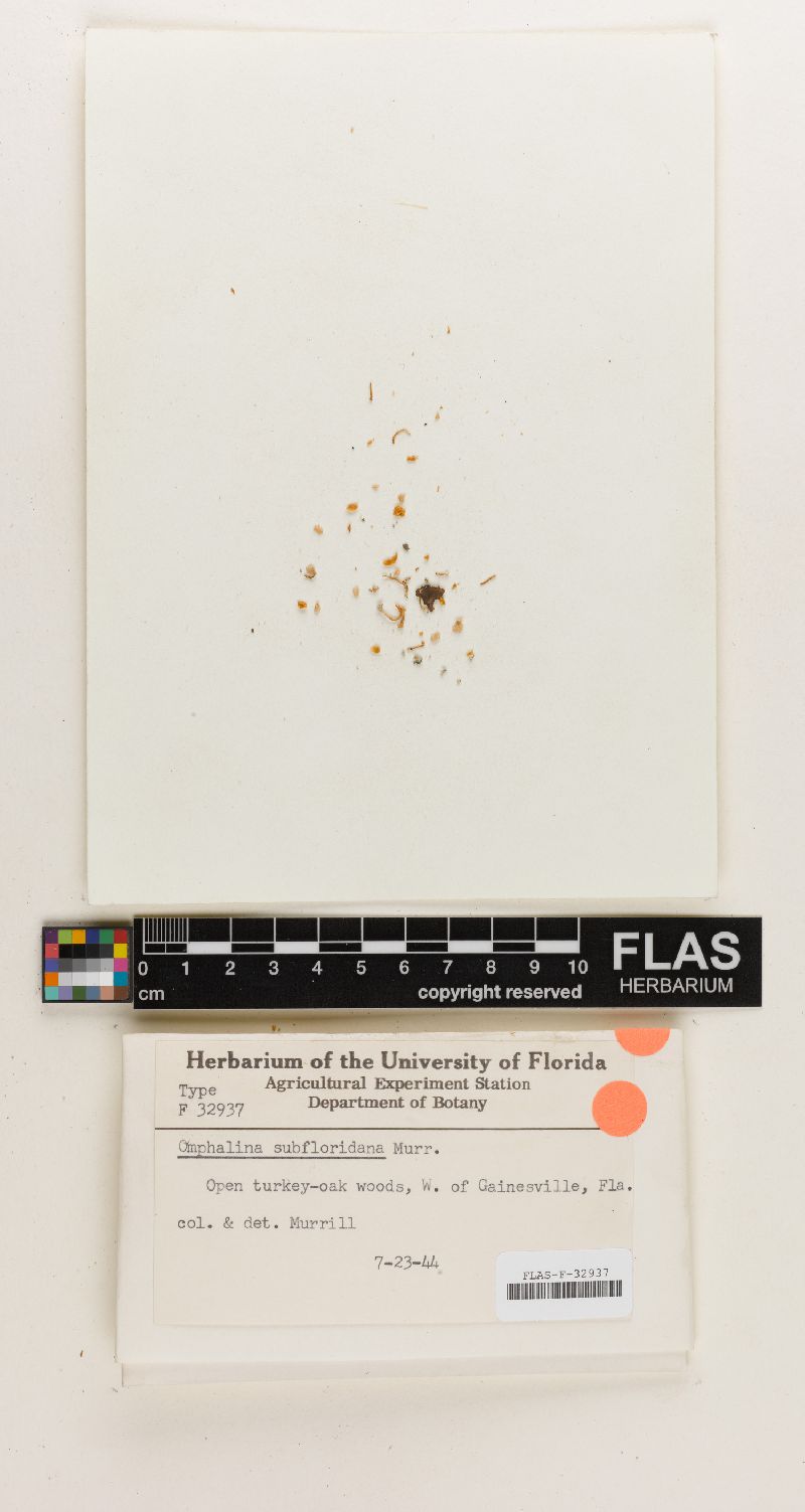 Omphalina subfloridana image