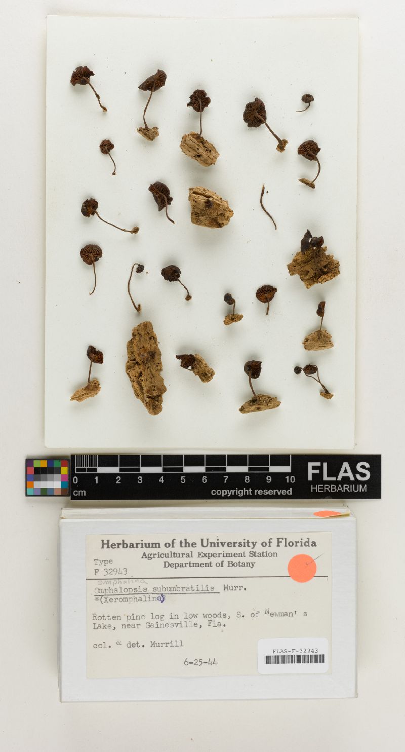 Omphalina subumbratilis image