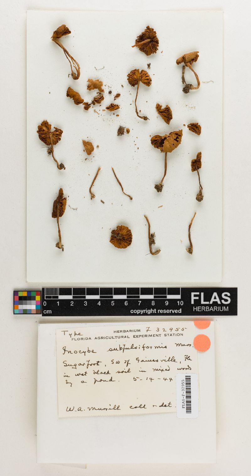 Inocybe subfulviformis image