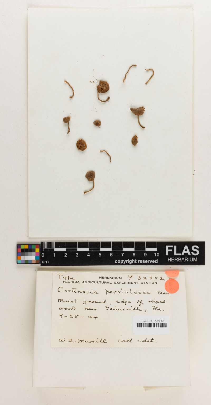 Cortinarius perviolacea image