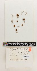 Cortinarius perviolacea image