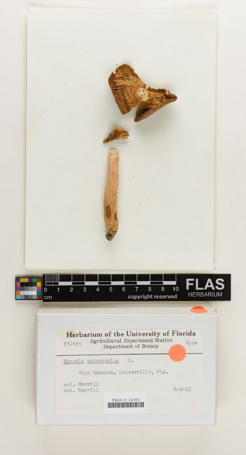 Russula subpavonina image