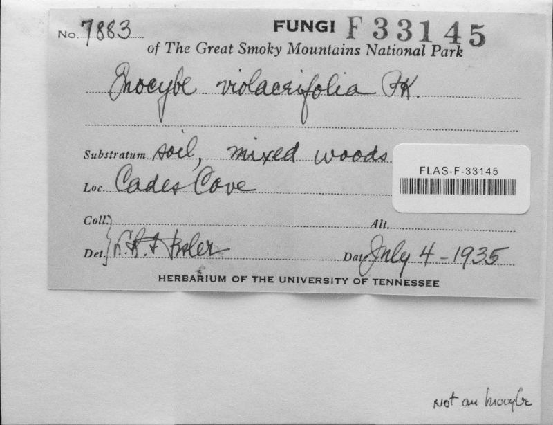 Inocybe violaceifolia image