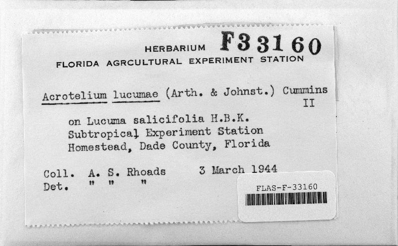 Achrotelium lucumae image