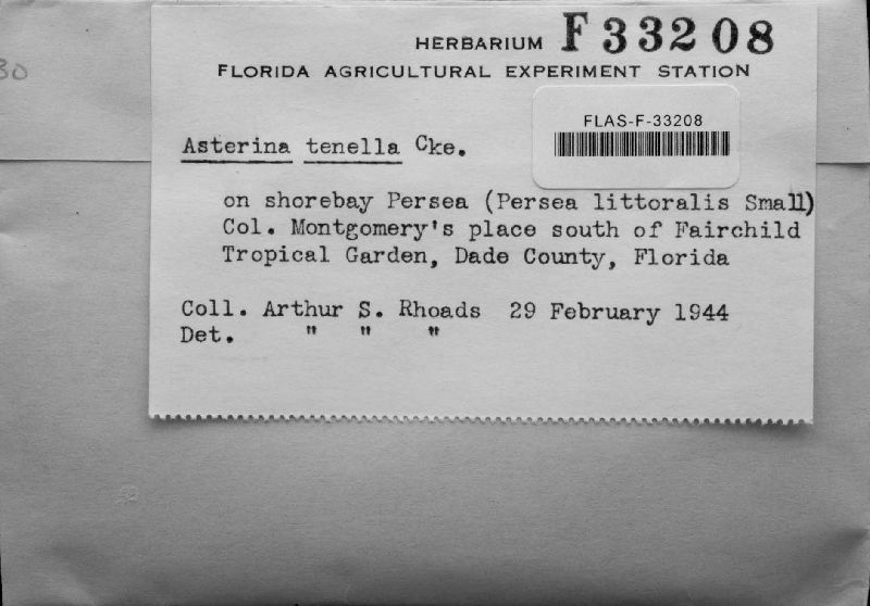 Asterina tenella image