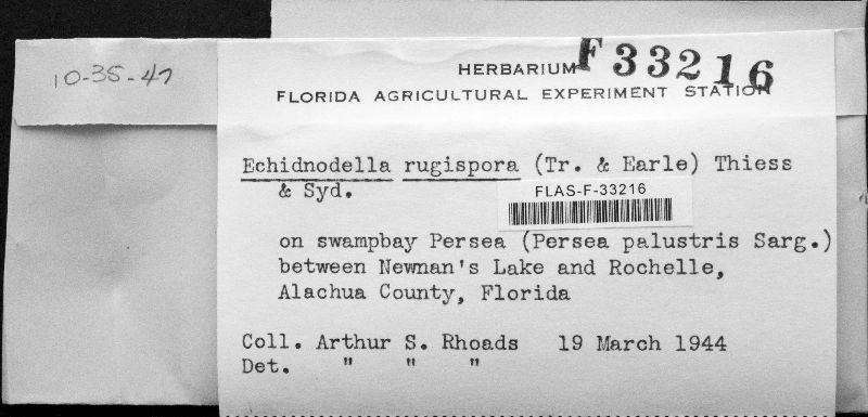 Echidnodella rugispora image