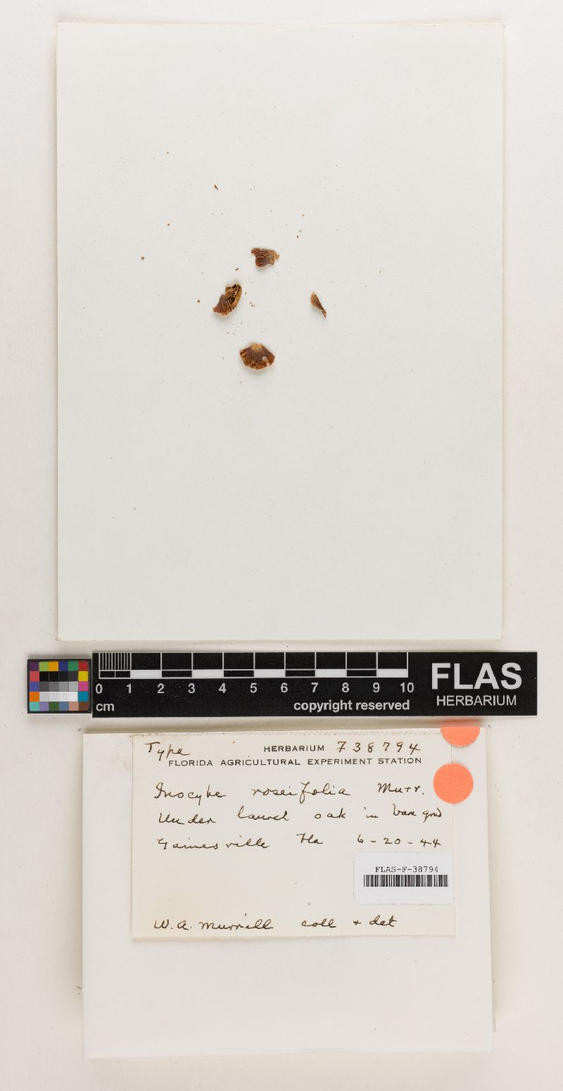 Inocybe roseifolia image